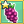 Concord Grape Mastery 1